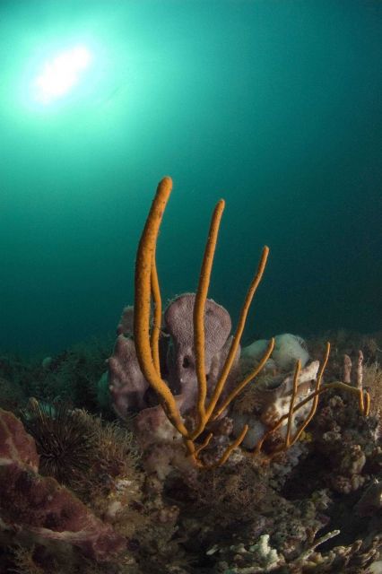 Soft coral, sponge, sea urchin and sun Picture