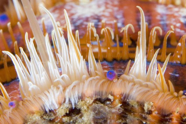 Mantle of lion's paw scallop closeup. Picture