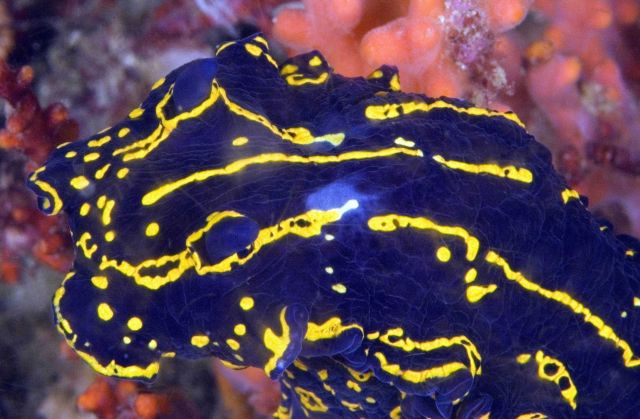 A Florida regal goddess (Hypselodoris edenticulata) nudibranch closeup. Picture