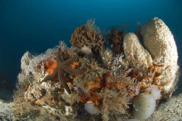 Orange ridged sea star (Echinaster spinulosus) and large white sponge dominate scene composed of numerous invertebrates. Picture