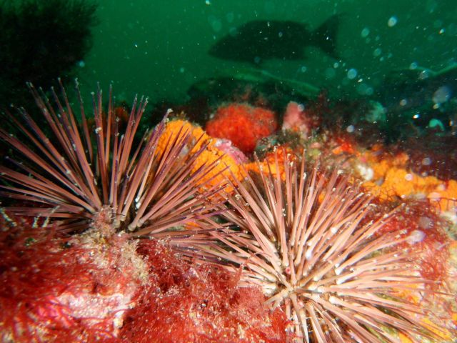 Corals in Gray's Reef Picture