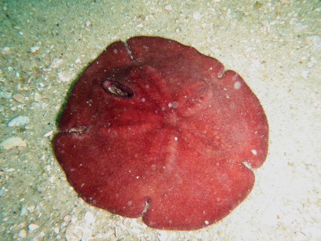 Marine life - Gray's Reef Picture