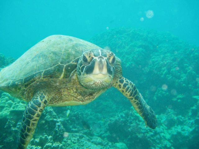 A green sea turtle swimming toward the photographer. Picture