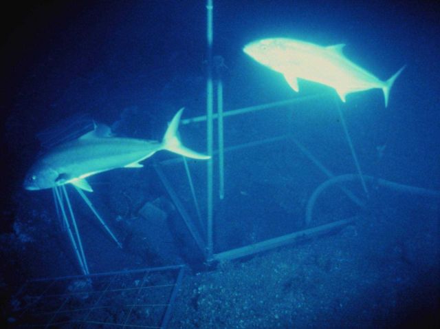 Amberjack within a camera grid frame on the deck of the U Picture