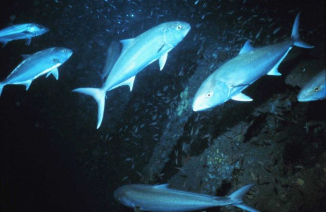 Amberjack milling about the U Picture