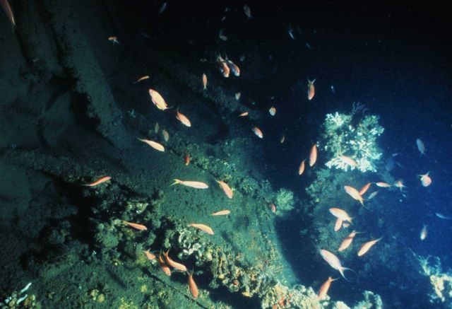 Fish swimming over the MONITOR Picture