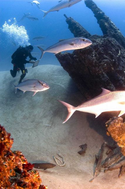 David Ball of the Minerals Management Service surveys German U-boat U-701, with NOAA divers. Picture
