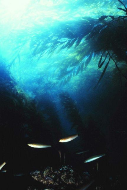 Senorita Fish -- Oxyjulis californica -- in a giant kelp forest Picture