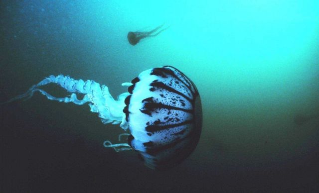 A purple striped jellyfish -- Pelagia panopyra - possesses very potent stingers Picture