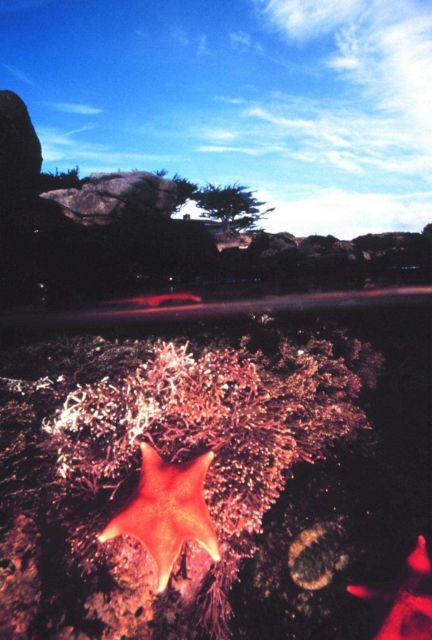 Tidepools near Carmel Picture