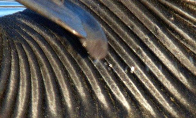 What is this? Texture of skin along arched back of sea elephant pup. Picture