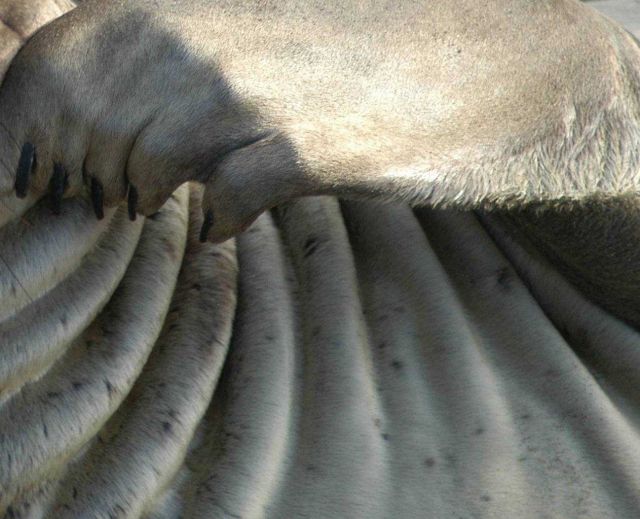 What is this? Folds of skin on neck of sea elephant Picture