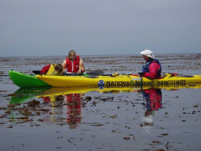 Kayaking off Cannery Row in the kelp bed. Picture