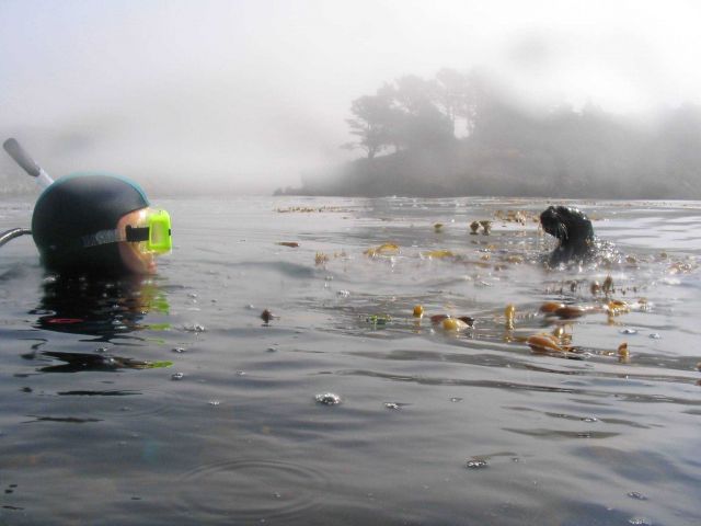 This otter investigated Kevin Stierhoff prior to a dive in the kelp forest at Point Lobos State Reserve. Picture