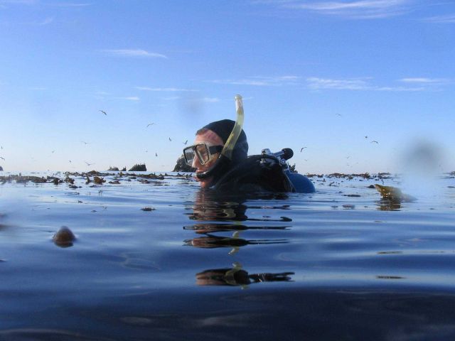 Diver Brian Wells preparing to dive in the kelp forest at Point Lobos State Reserve. Picture