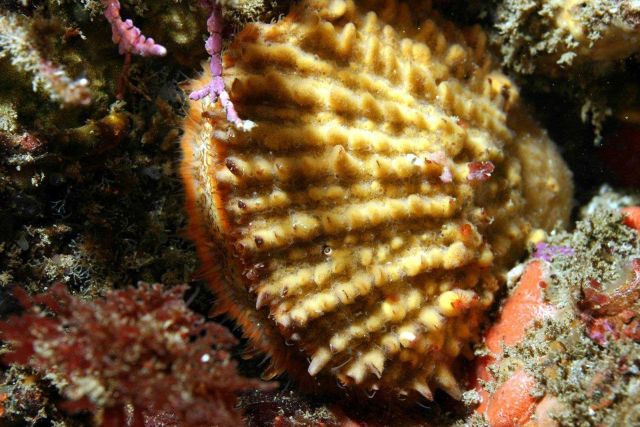 Rock scallop Picture