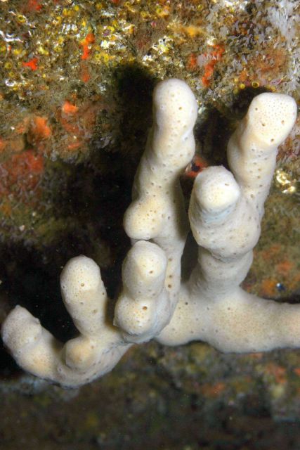 White finger sponge Picture
