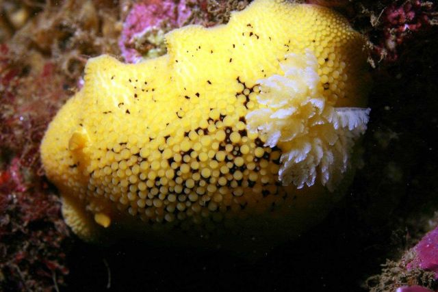 Sea lemon Picture