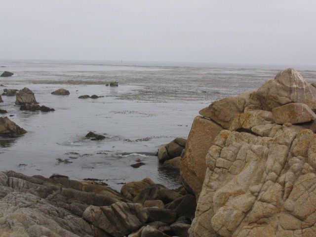 The granodiorite rocky shore and the kelp forests of the Pacific Grove area of Monterey Bay. Picture