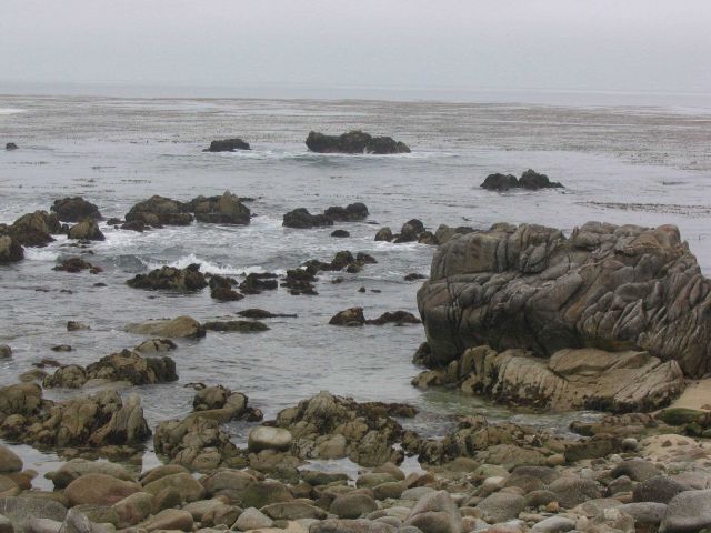 The granodiorite rocky shore and the kelp forests of the Pacific Grove area of Monterey Bay. Picture