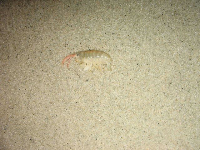 A large amphipod washed up on a sand beach. Picture