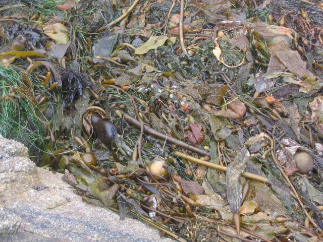Kelp and eel grass intertwined. Picture