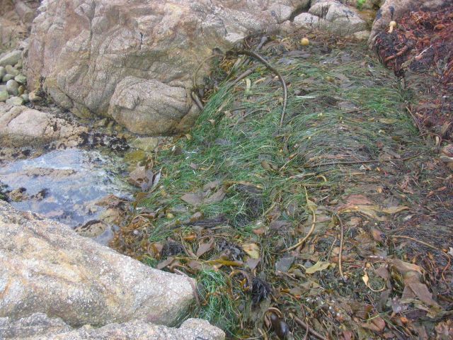 Eel grass and kelp intertwined at the high tide line. Picture