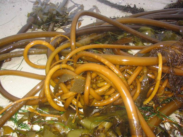 Tangled bull kelp washed up on the beach. Picture