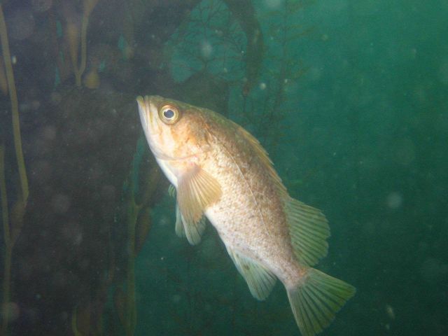 Rockfish, possibly boccacio (Sebastes paucispinis) Picture