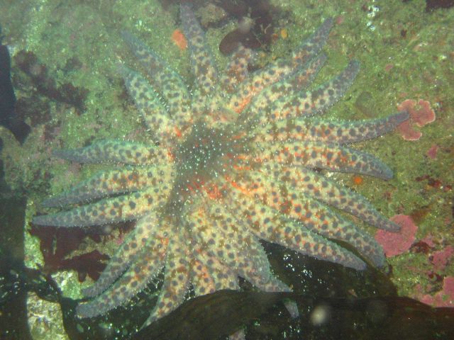 A sunstar, possibly Solaster dawsoni. Picture