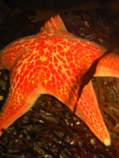 Red spotted sea star. Picture