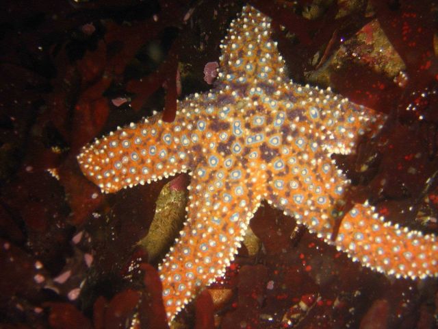 Sea star (Pisaster giganteus). Picture