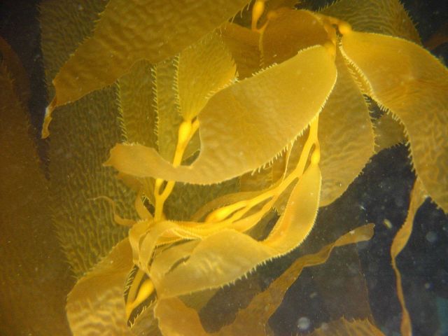 Giant kelp (Macrocystis pyrifera) Picture