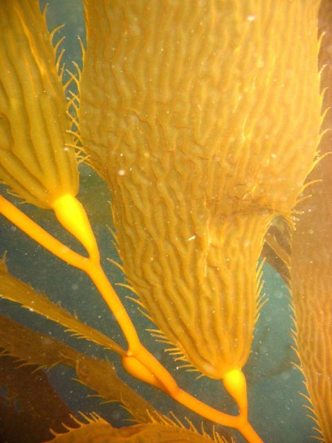 Giant kelp (Macrocystis pyrifera) Picture