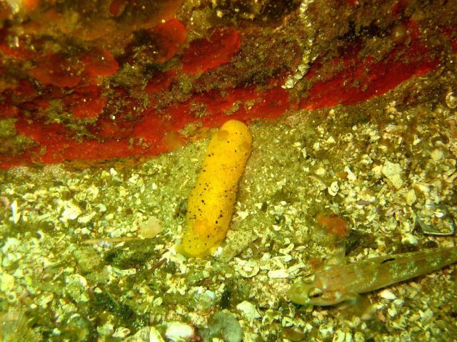Yellow dorid nudibranch (probably Doris montereyensis) Picture