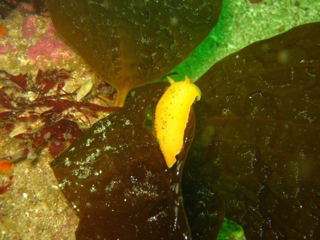 Yellow dorid nudibranch (probably Doris montereyensis) Picture