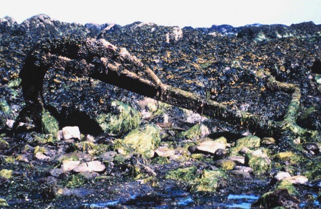 Remains of an anchor at Cape Alava Picture