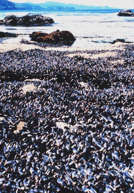 California mussel bed along the Olympic Coast Picture