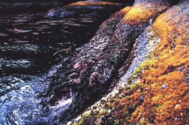 The rocky intertidal zone Picture