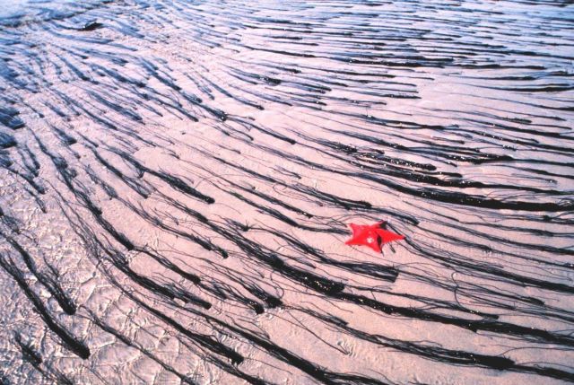 Tidal current patterns in the sand and sea grass at low tide Picture