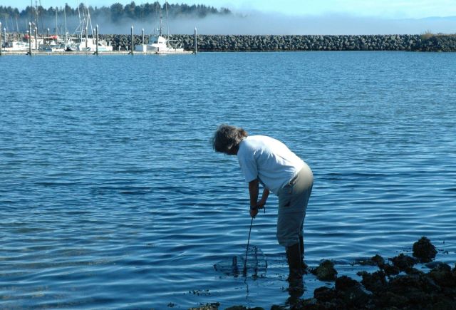 Mary Sue Brancato, Resource Protection Specialist for the Olympic Coast National Marine Sanctuary, is setting a trap to monitor for green crab, an inv Picture