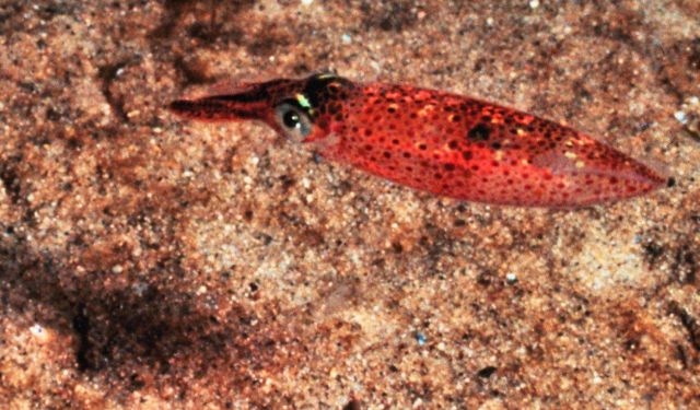 A squid - Illex illecebrosus - cruising over a sandy area of the bank Picture