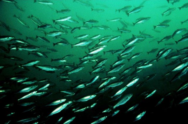 School of fish Picture