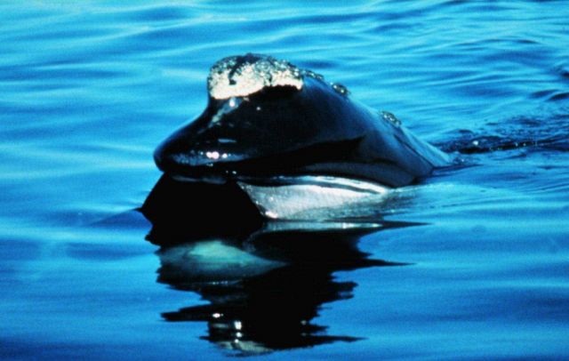 A Northern Right Whale on the surface Picture