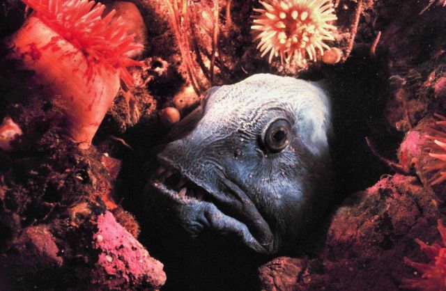 A Wolf Fish - Anarhichas lupus - hiding in the rocks Picture