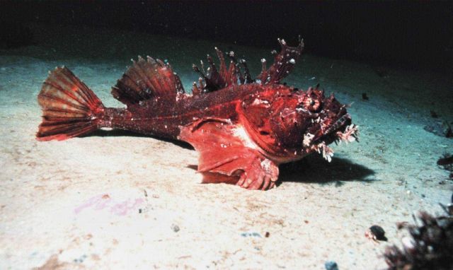 A Sea Raven - Hemitripterus americanus Picture