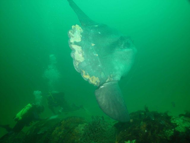 Divers Benjamin Cowie-Haskell and Deborah Marx are buzzed by a large mola mola or ocean sunfish while documenting the shipwreck of the coal schooner P Picture