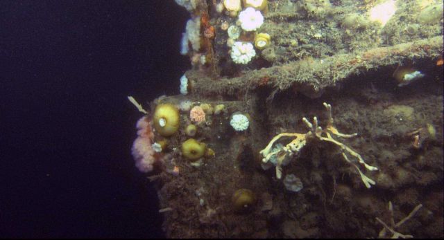 A trawl net cable sliced into the steamship Portland's bow before the fishermen lost his entire net. Picture
