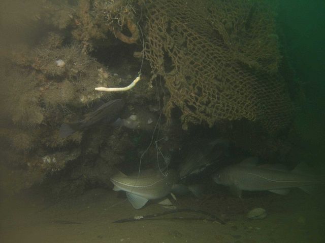 Derelict fishing gear Picture