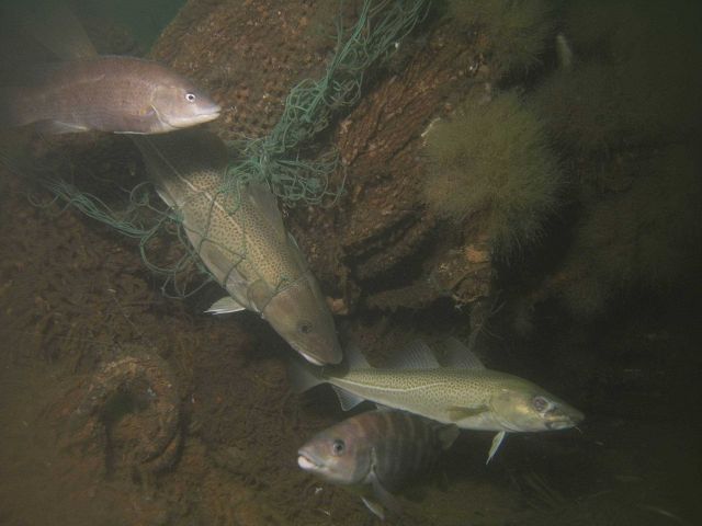 Lost fishing gear still continues to fish Picture